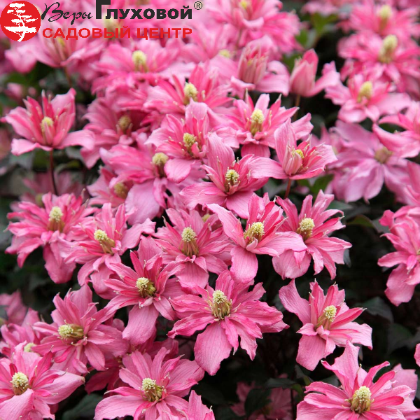 Клематис горный Броутон Стар