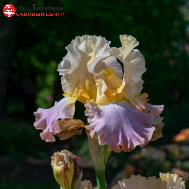 Ирис германский  Сансет Скай