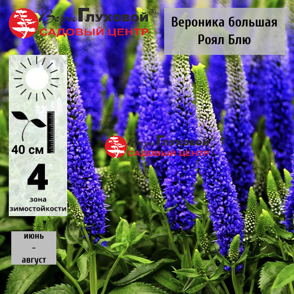 Вероника большая  Роял Блю