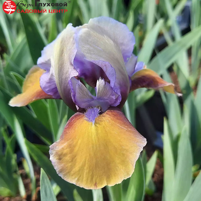 Ирис карликовый Фокус Покус