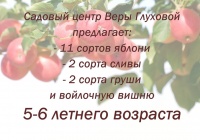 саженцы
