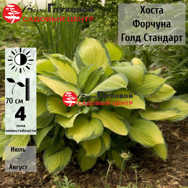 Хоста Форчуна Голд Стандарт