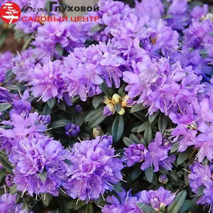 Rododendron_2_converted.webp