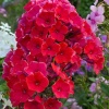 Флокс метельчатый (Phlox paniculata) Старфайер С2 СП/26