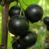 Смородина черная Ядреная (средний сорт) С3